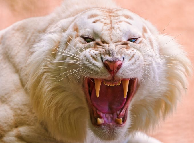 Wallpaper Roaring White Tiger, White Tiger, wild, fangs, Animals 210879624
